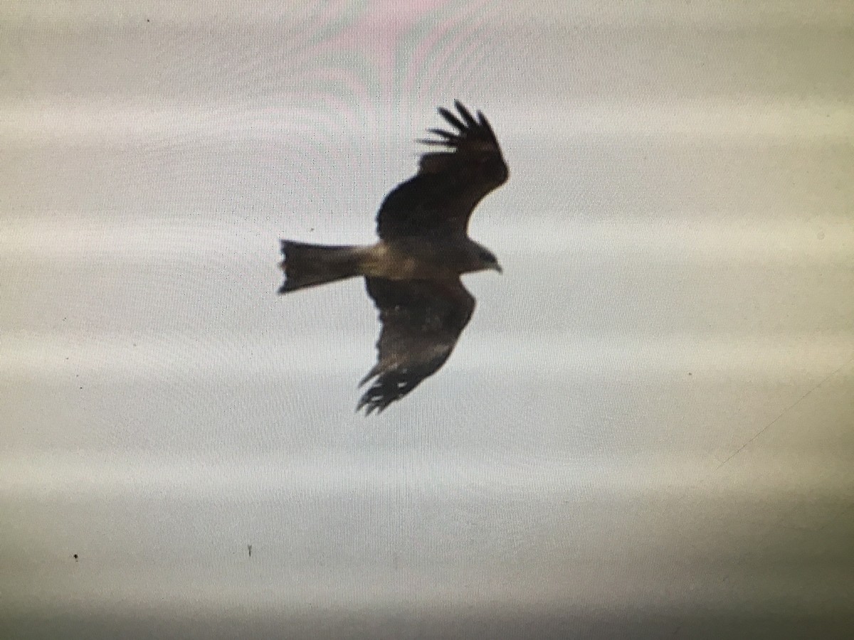 Black Kite - ML152476341