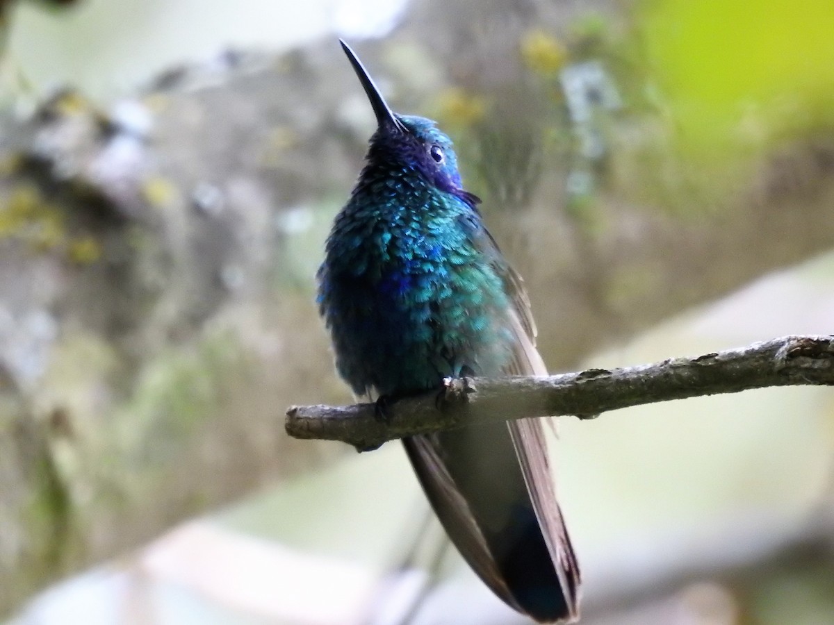 kolibřík modrolící - ML152476881