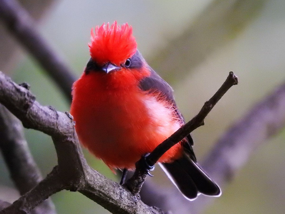 Vermilion Flycatcher - Dennis S Main