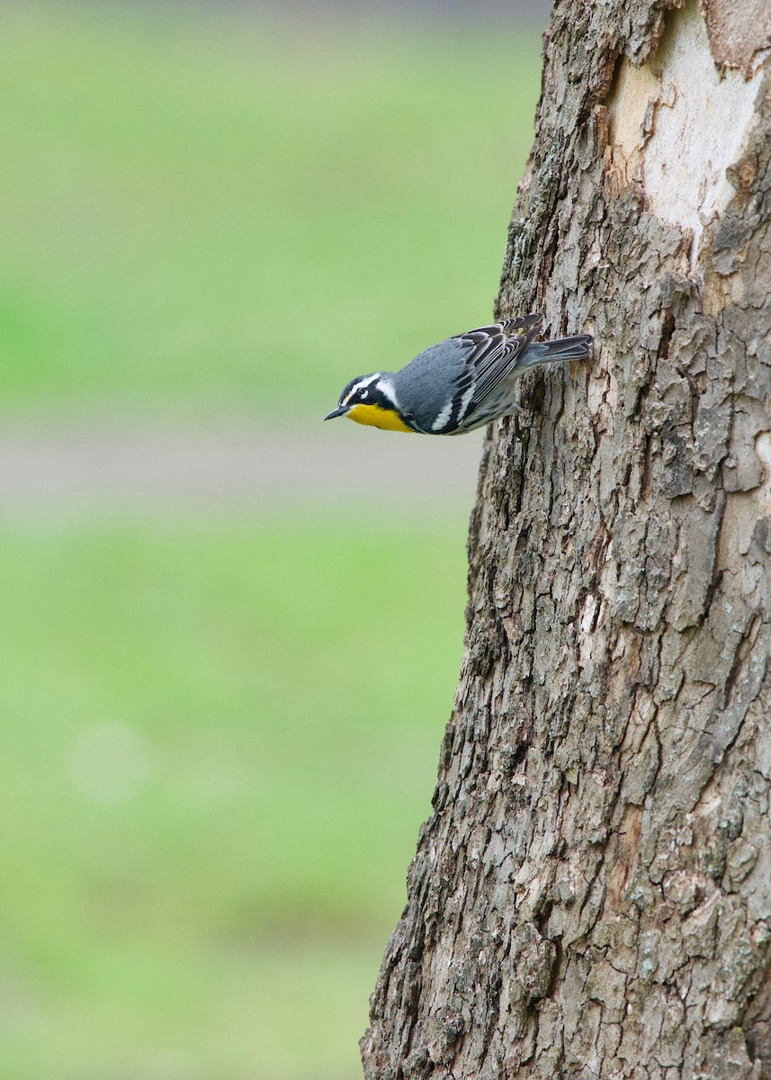 Yellow-throated Warbler - ML152476961