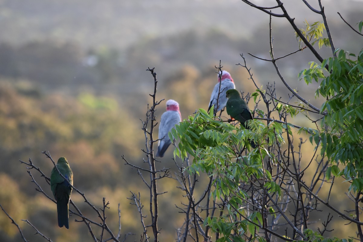 Australian King-Parrot - ML152478801