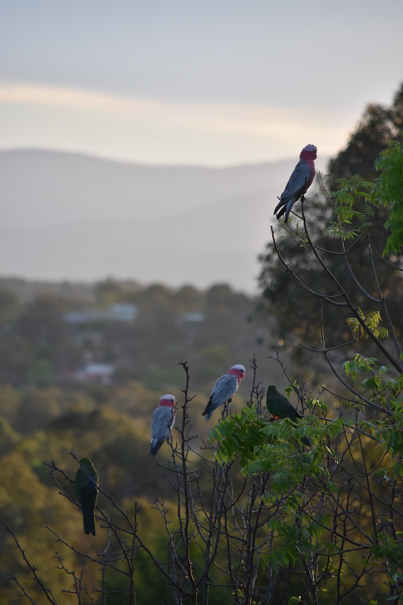 Galah - ML152478861