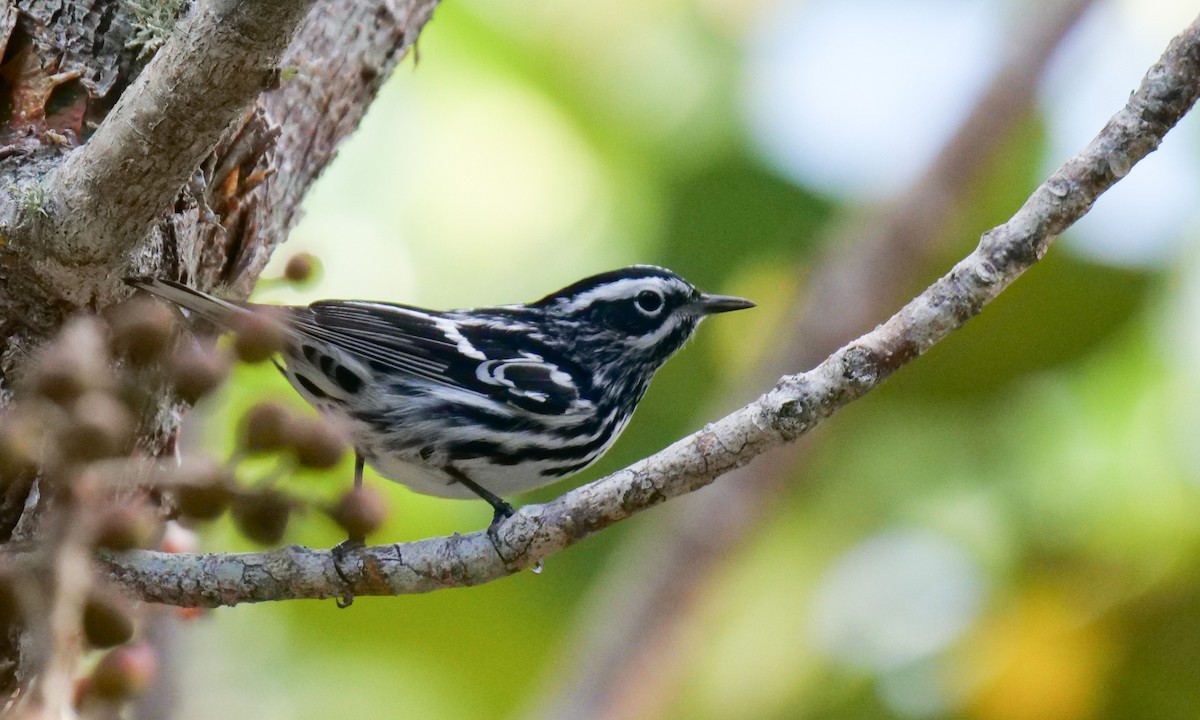 Black-and-white Warbler - ML152479001