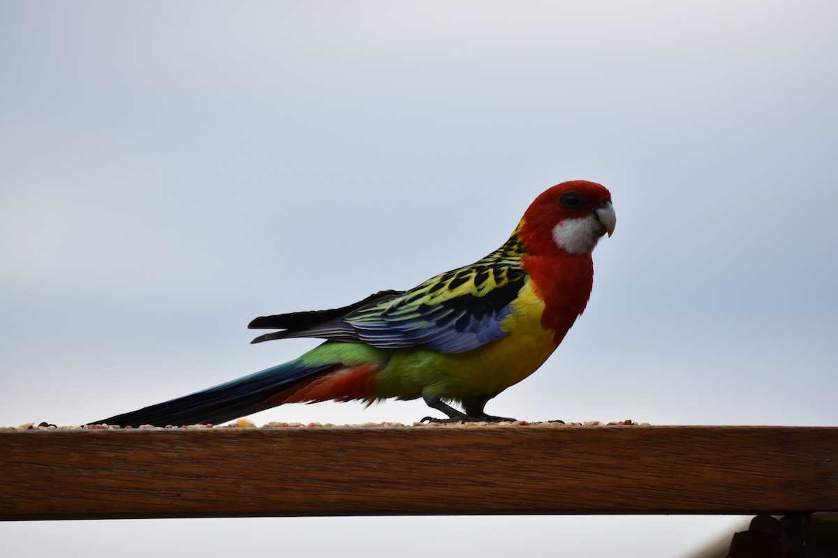 Eastern Rosella - Leah Smith