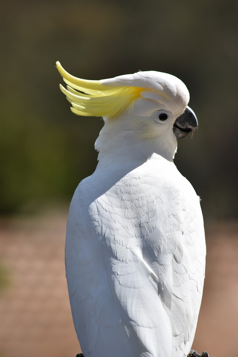 Sulphur-crested Cockatoo - Leah Smith