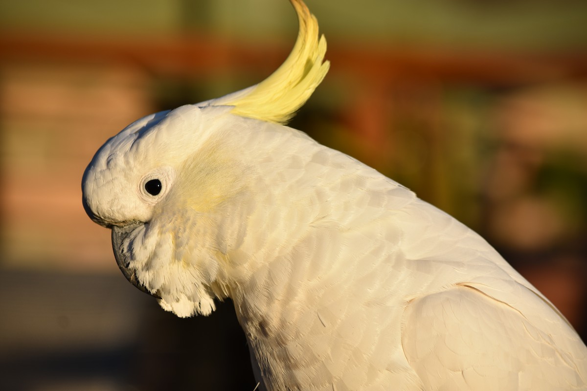 Sulphur-crested Cockatoo - ML152479521