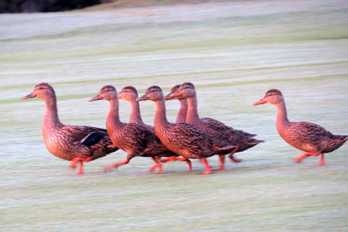 Mallard/Mottled Duck - Scott Schwenk