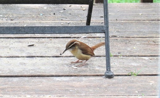 Carolina Wren - ML152481411