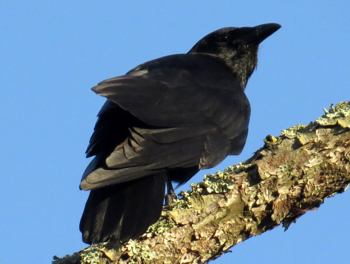 Fish Crow - ML152481611