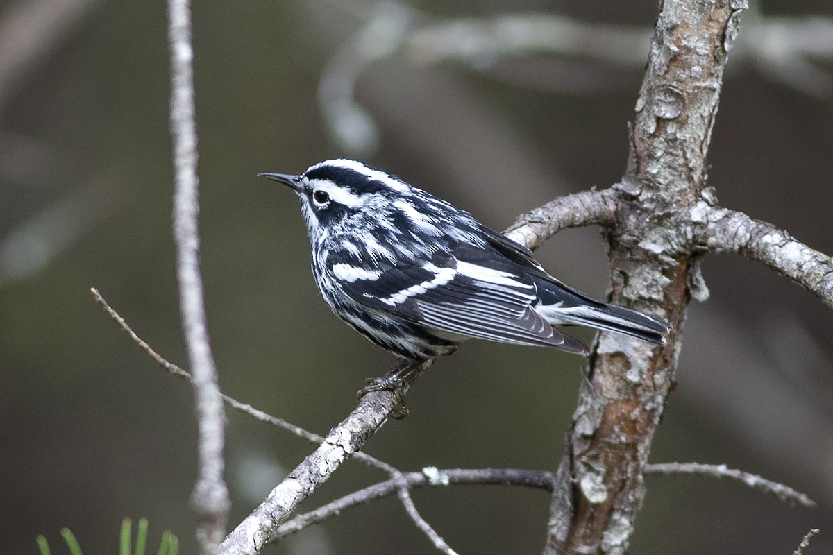 Black-and-white Warbler - ML152481721