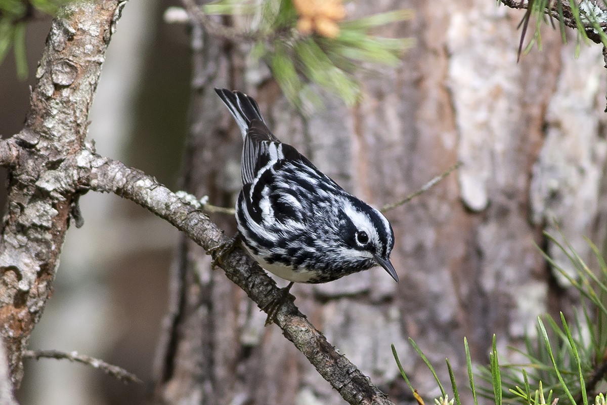 Black-and-white Warbler - ML152481731