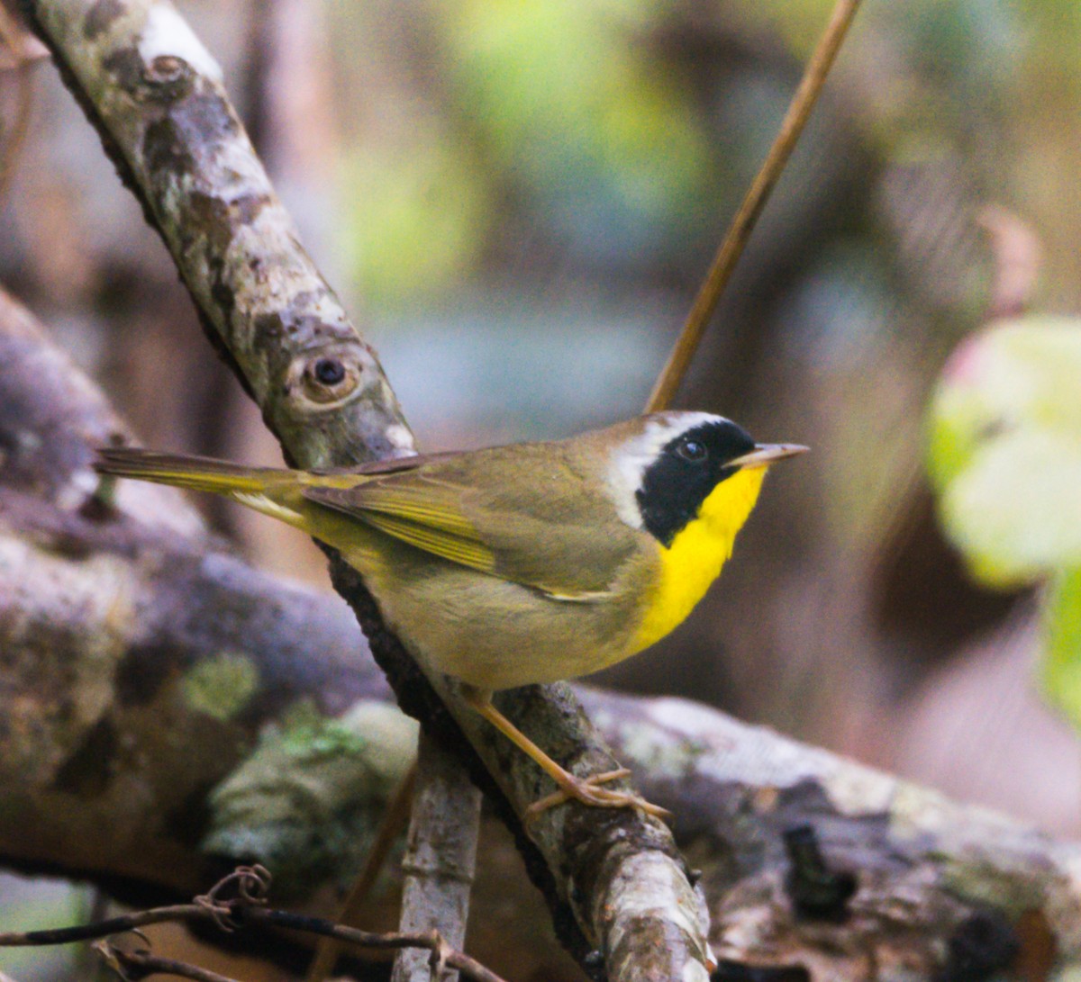 Common Yellowthroat - ML152481881