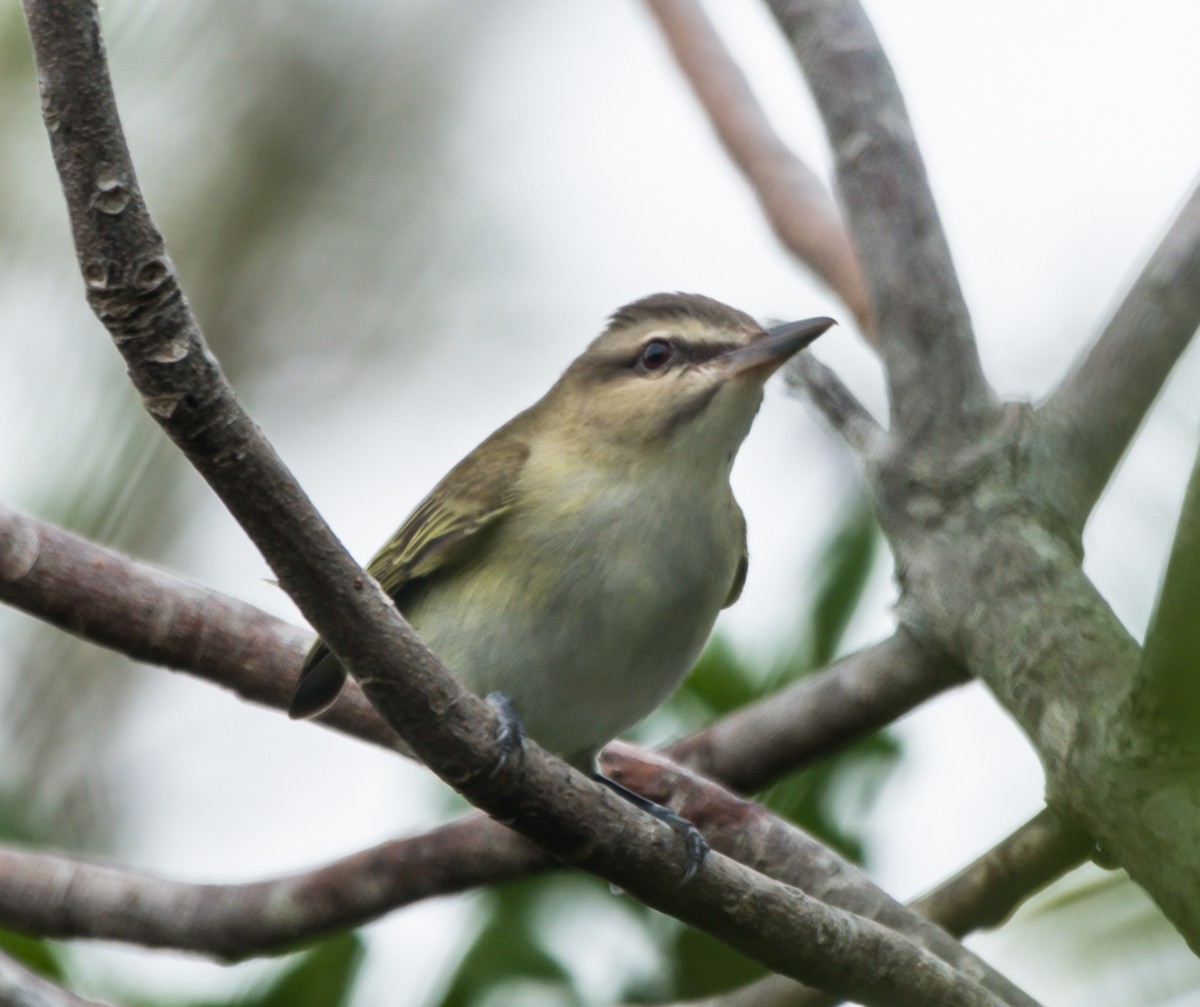 Black-whiskered Vireo - ML152482471