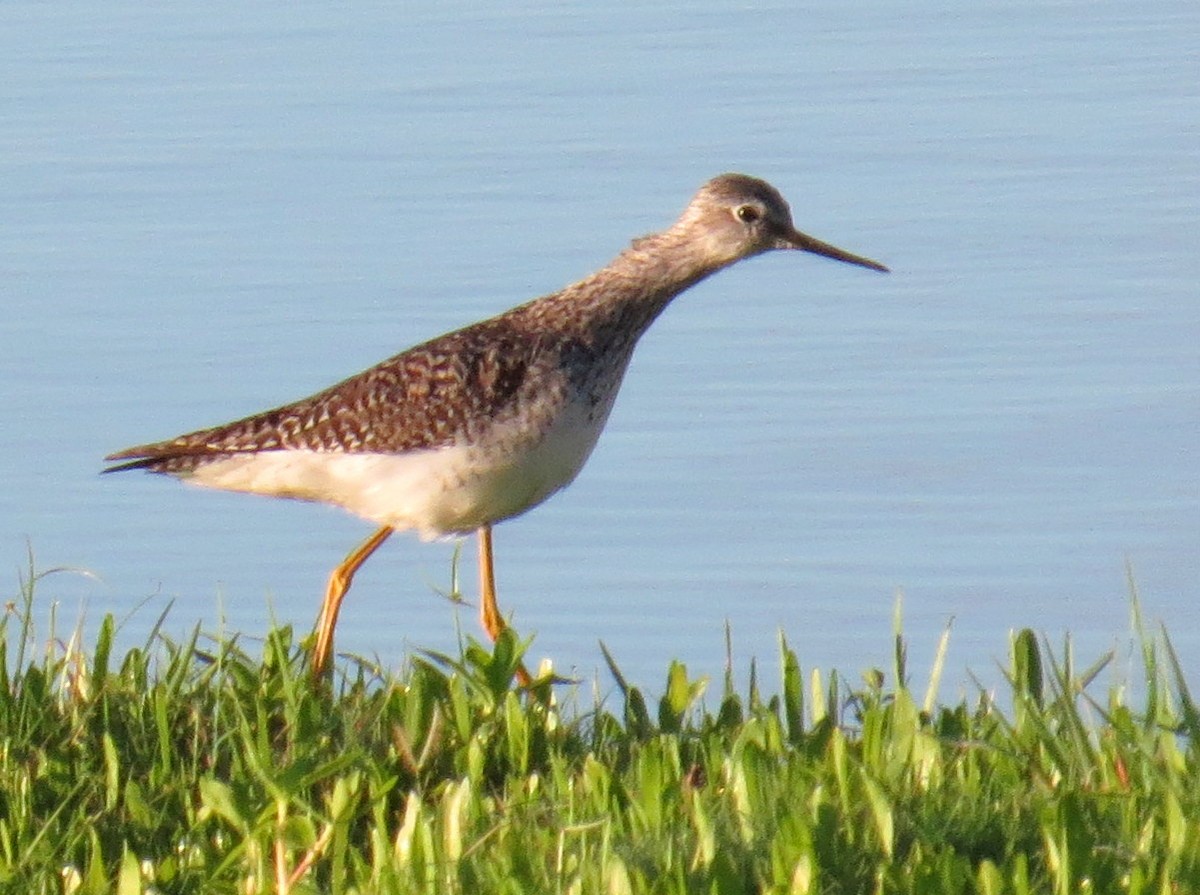 Lesser Yellowlegs - Scott Schwenk