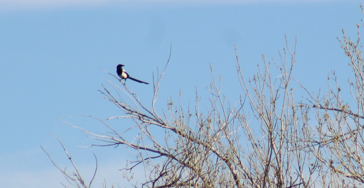 Black-billed Magpie - ML152482601