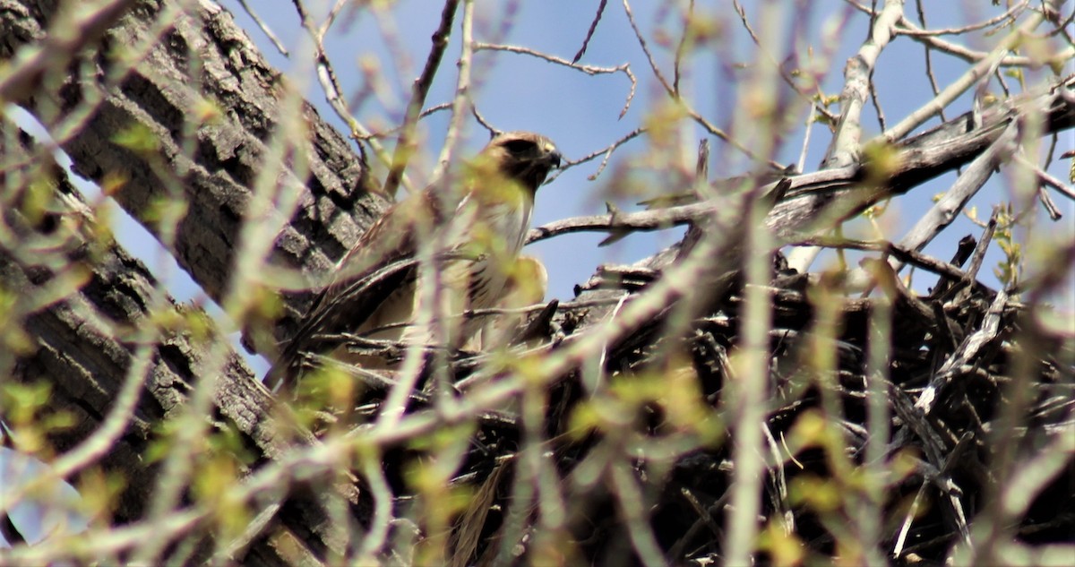 Red-tailed Hawk - ML152483591