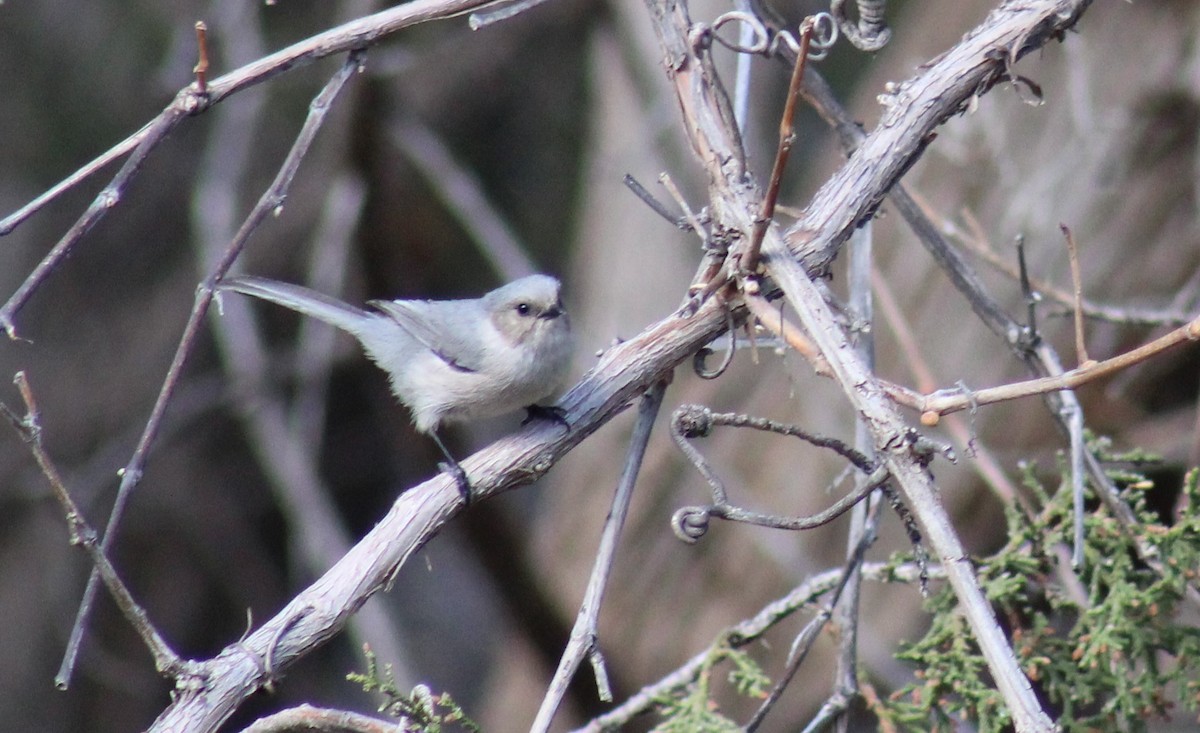 Bushtit - ML152483641