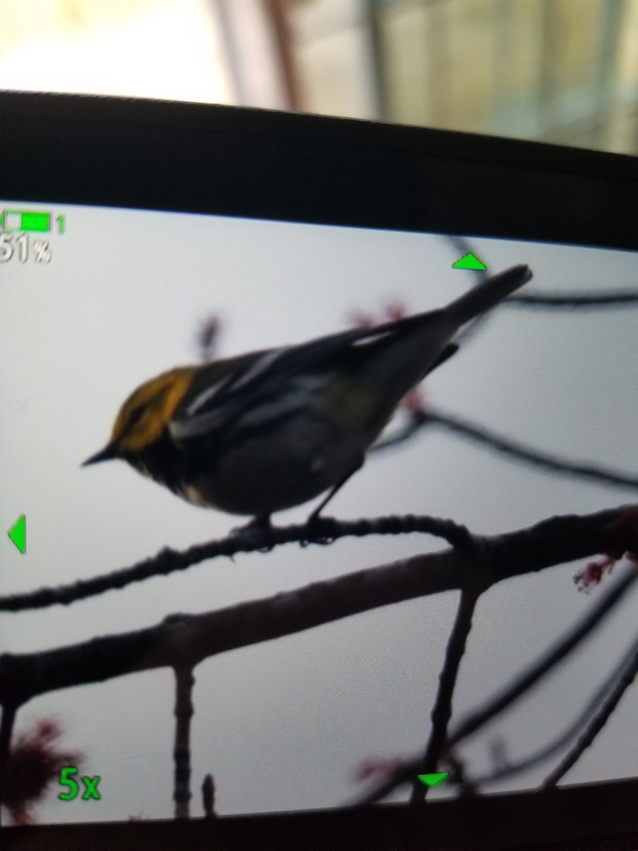 Black-throated Green Warbler - Dorothy A Grecco