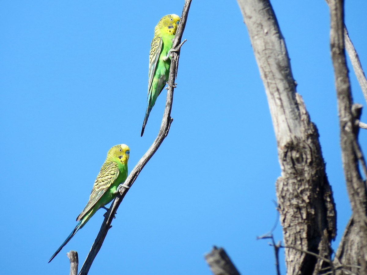 Budgerigar - Elliot Leach