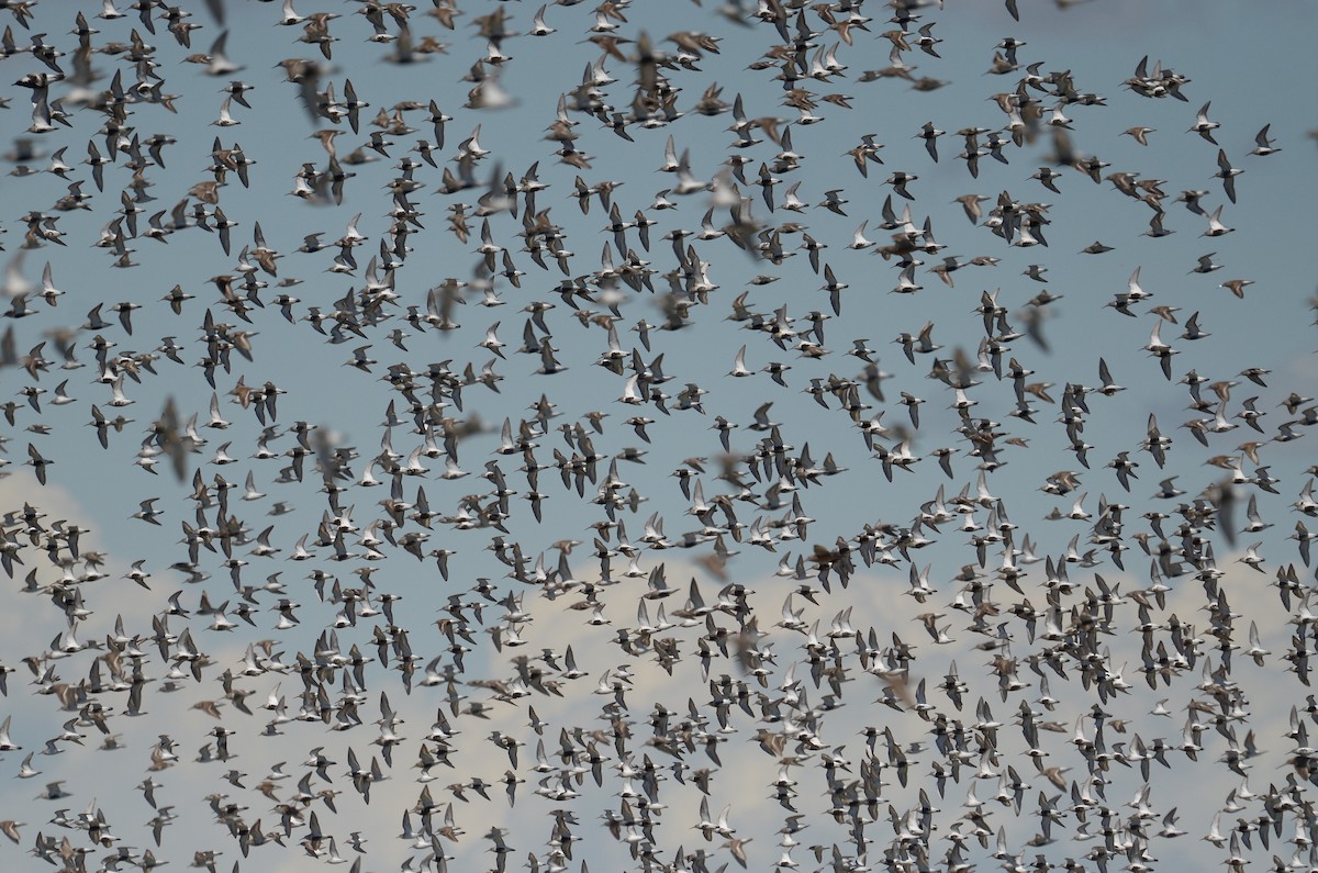 Dunlin - ML152484951