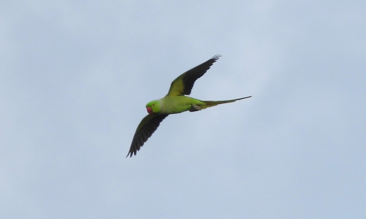 Rose-ringed Parakeet - ML152485011