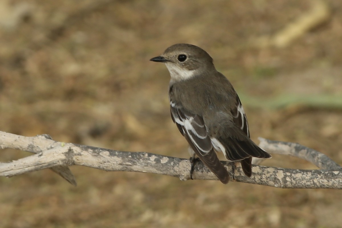 Semicollared Flycatcher - Khalifa Al Dhaheri