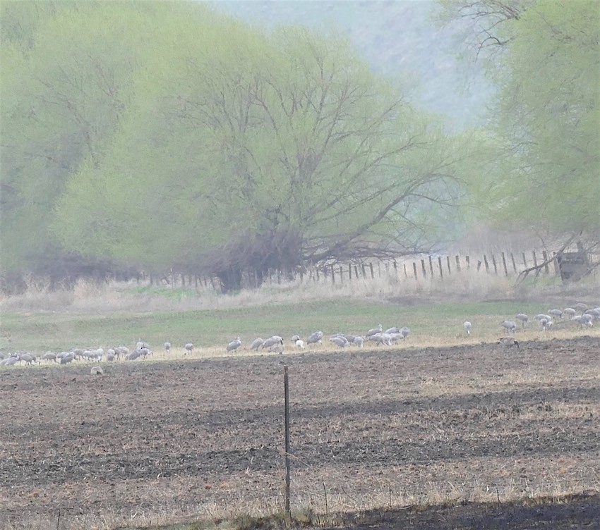 Sandhill Crane - ML152486531