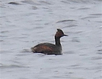 Eared Grebe - ML152487711