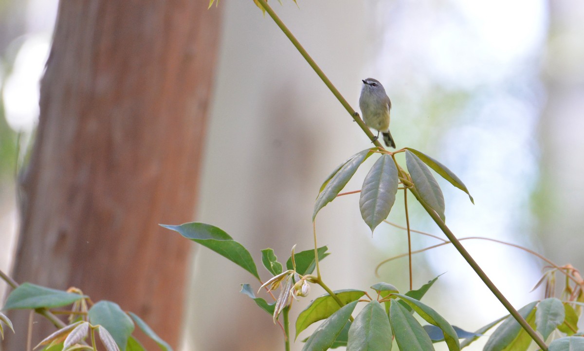 Brown Gerygone - ML152487741