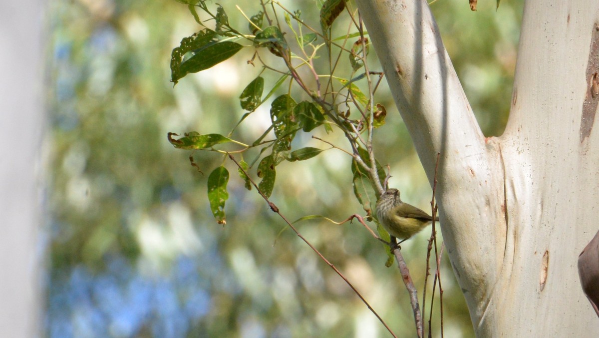 Striated Thornbill - ML152487791