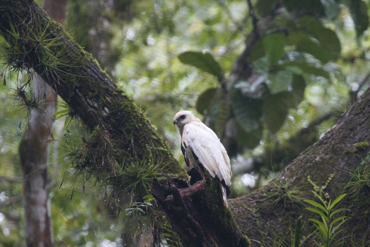 Schneebussard - ML152487891