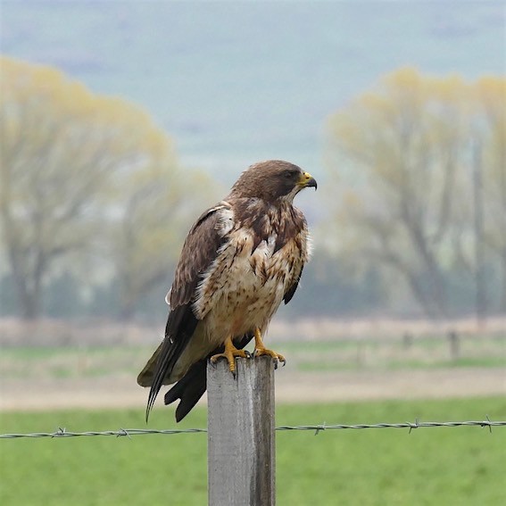 Swainson's Hawk - ML152488151