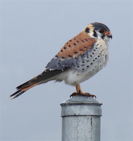 American Kestrel - ML152488231