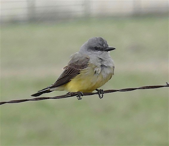 Western Kingbird - ML152488281