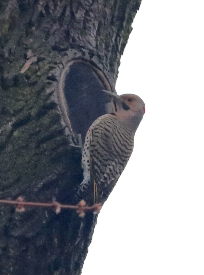 Northern Flicker - ML152488371