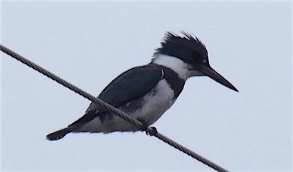 שלדג אמריקני - ML152488381