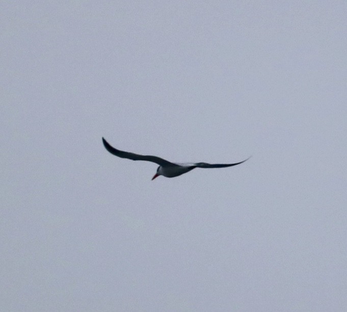 Caspian Tern - ML152488391