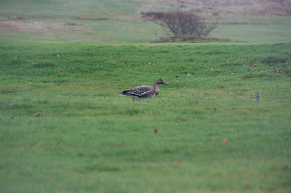 Tundra Bean-Goose - ML152488621