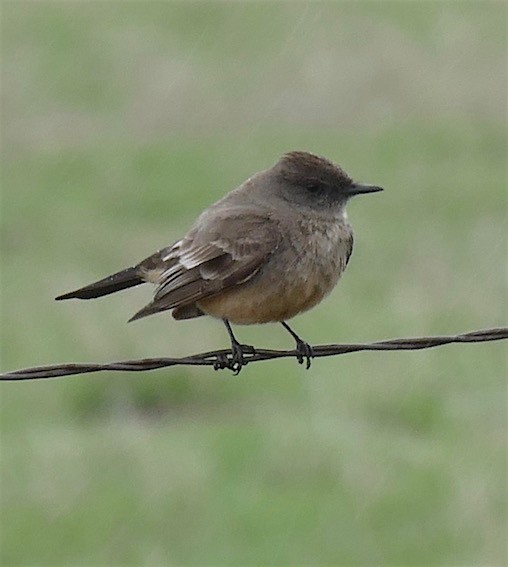 Say's Phoebe - ML152488691