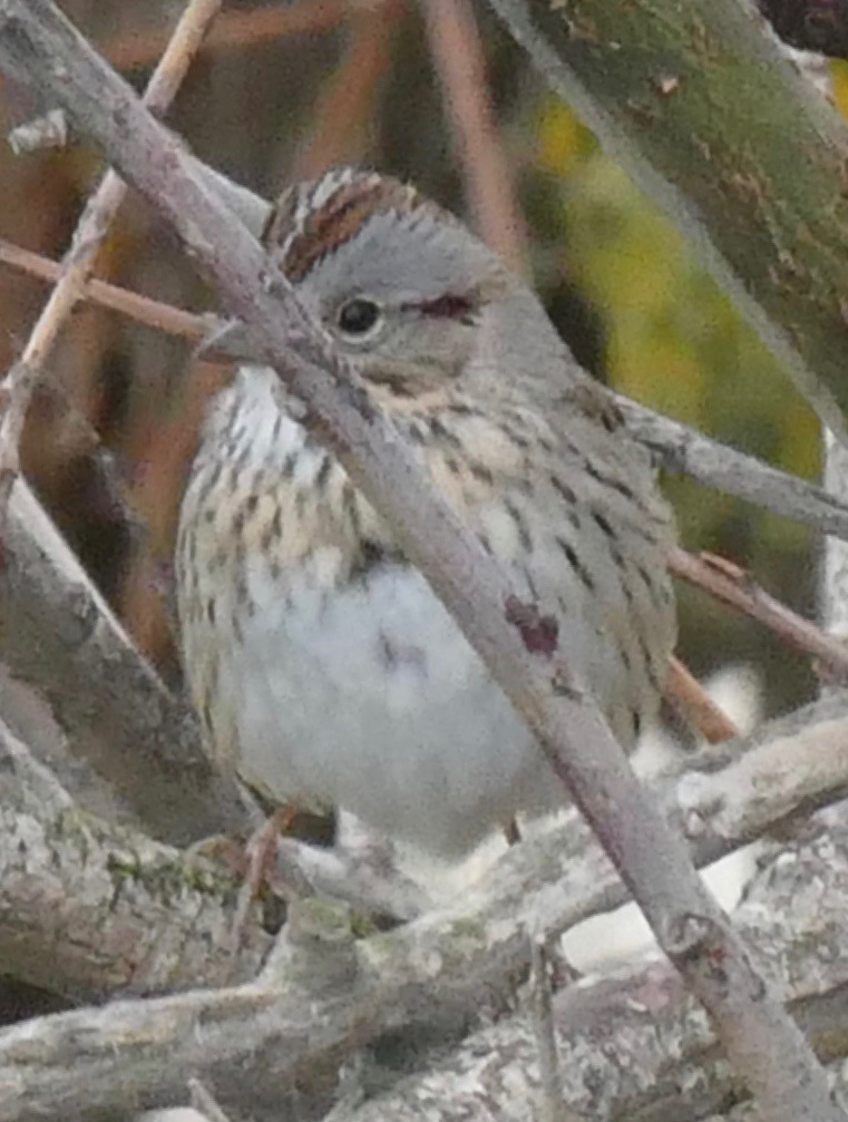 Lincoln's Sparrow - ML152488861