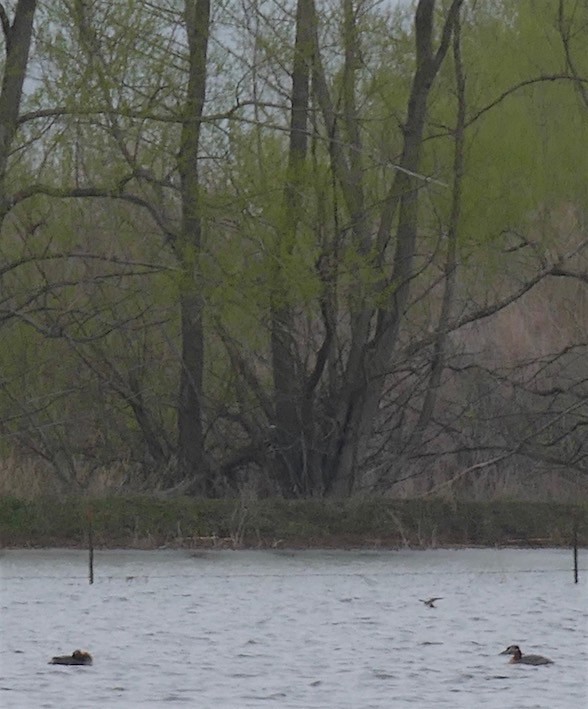 Red-necked Grebe - ML152489281