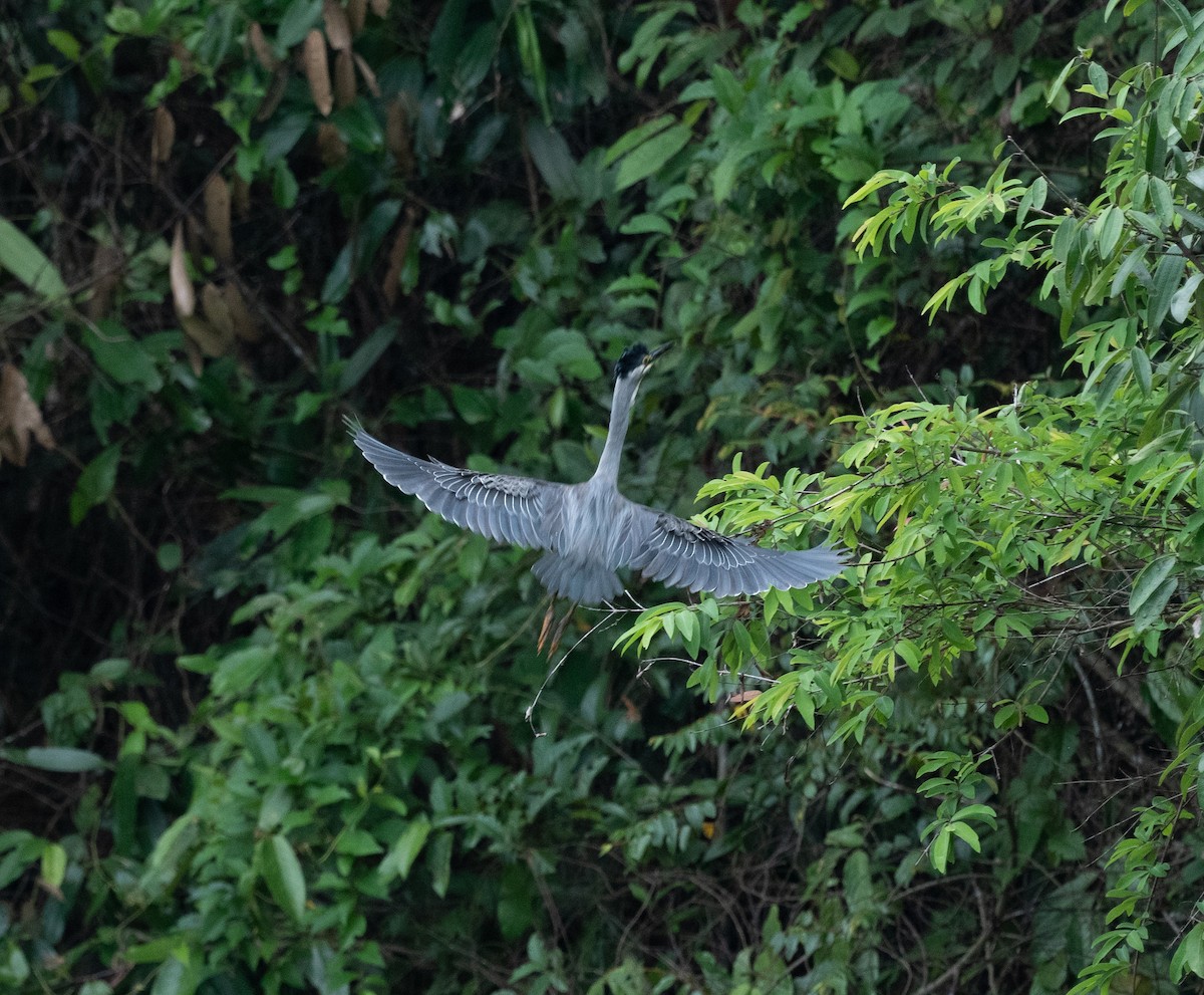 Striated Heron - ML152491201