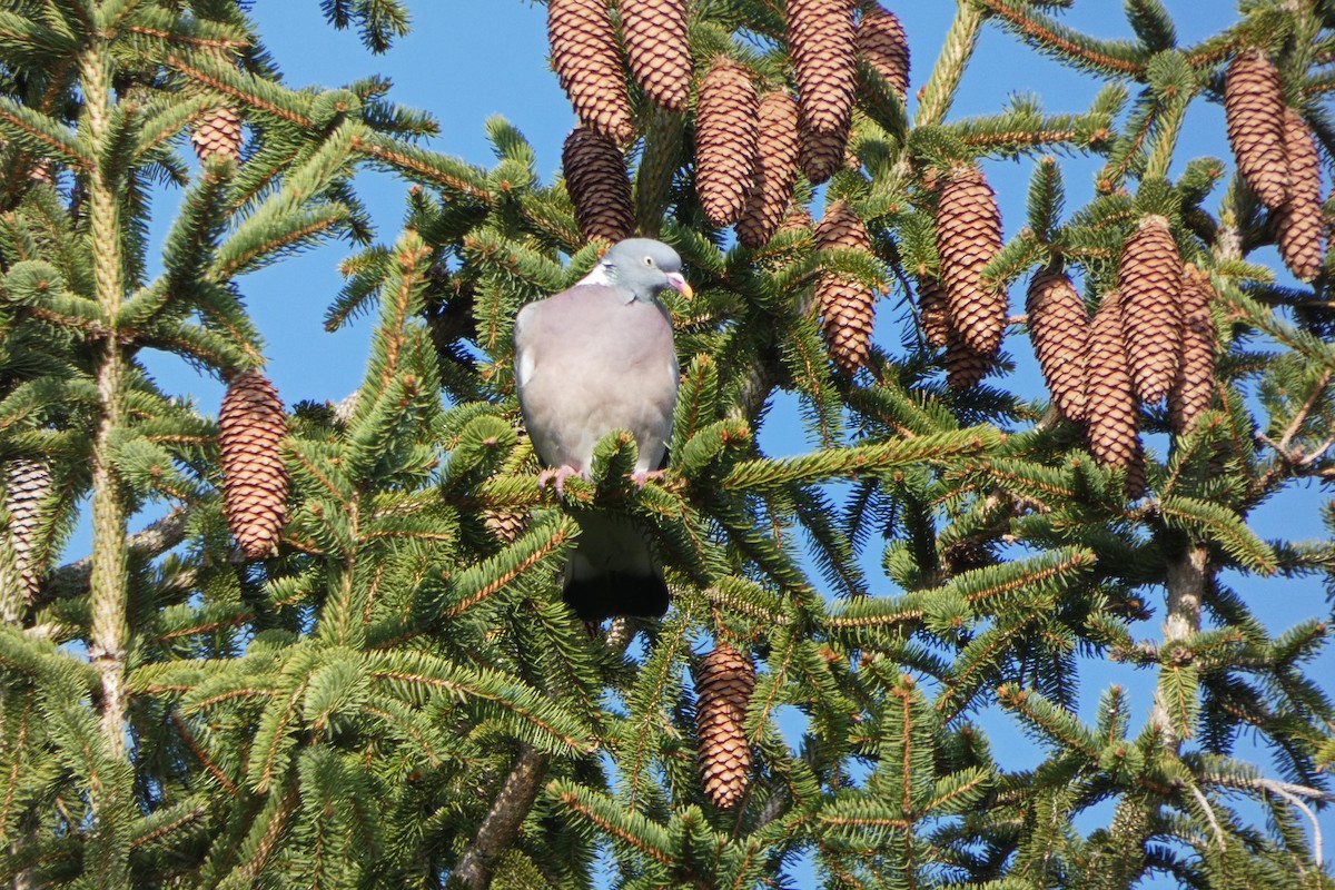 Common Wood-Pigeon - Francisco Javier Calvo lesmes