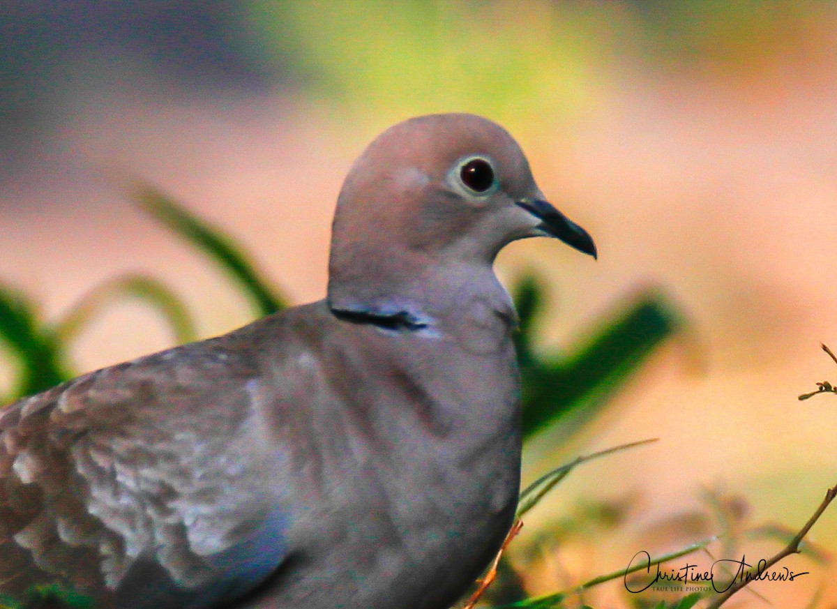 Eurasian Collared-Dove - ML152492081