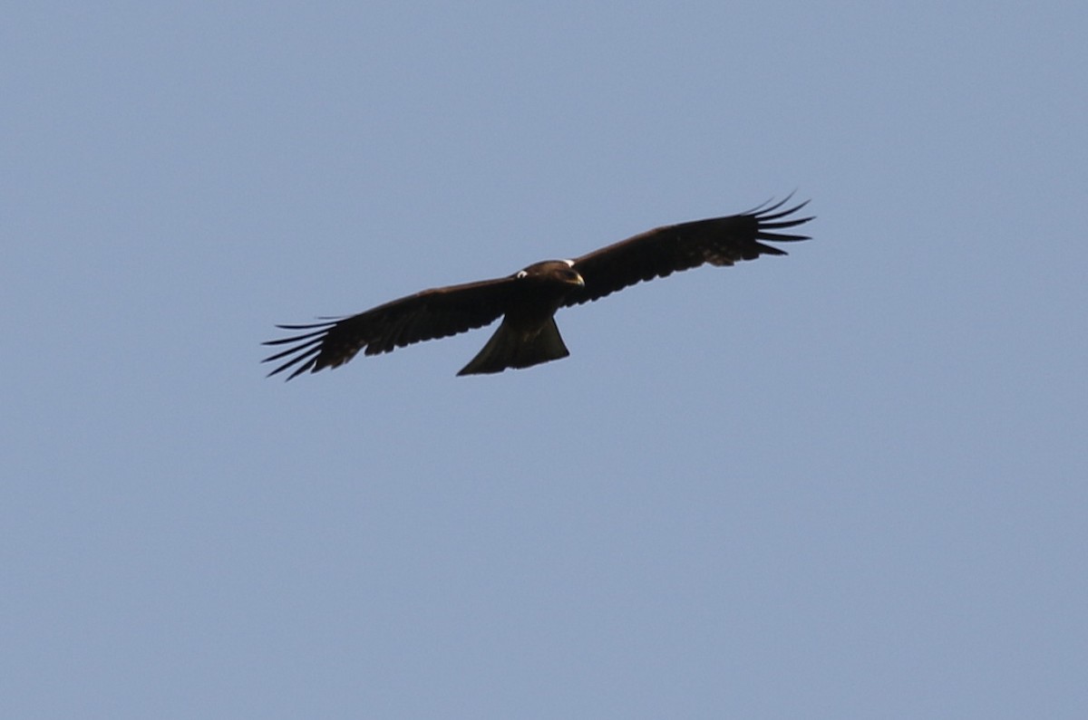 Booted Eagle - ML152493221