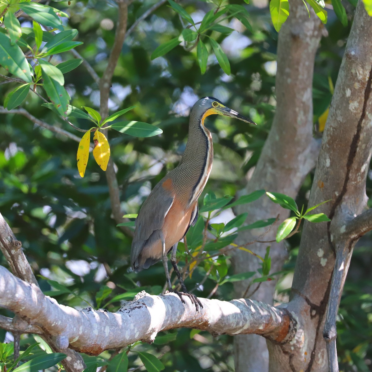 Bare-throated Tiger-Heron - ML152494291