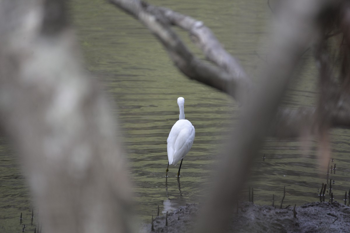 Little Egret (Australasian) - ML152494891