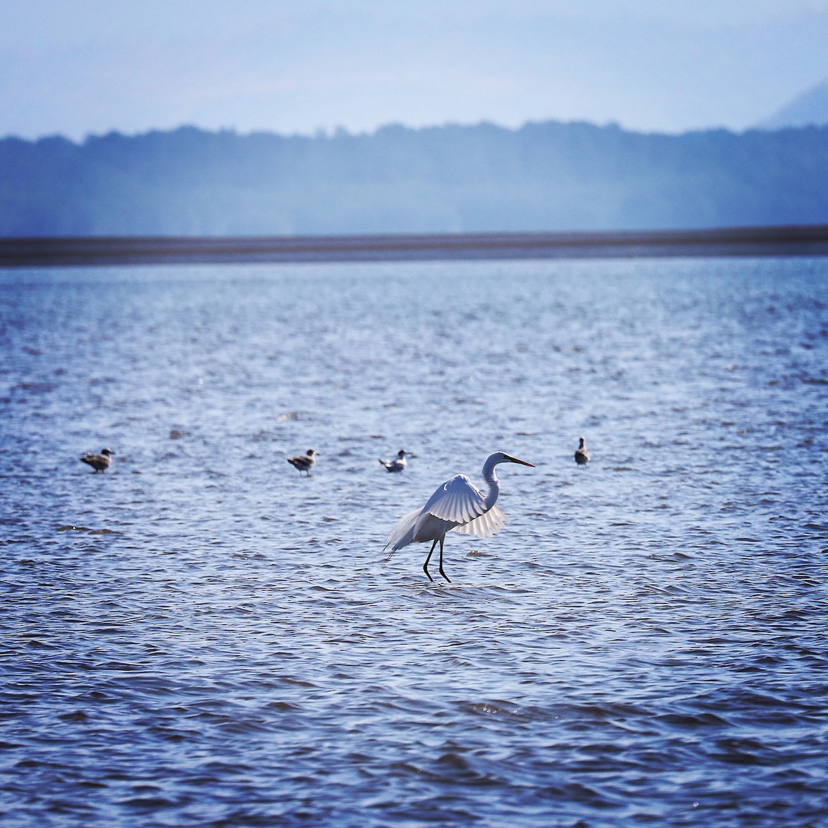 Great Egret - ML152495041