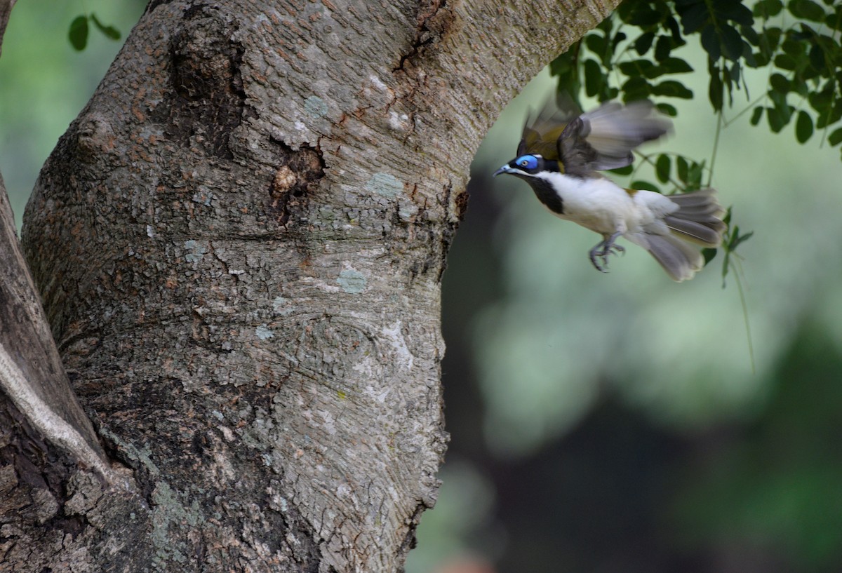 Blue-faced Honeyeater - ML152495141