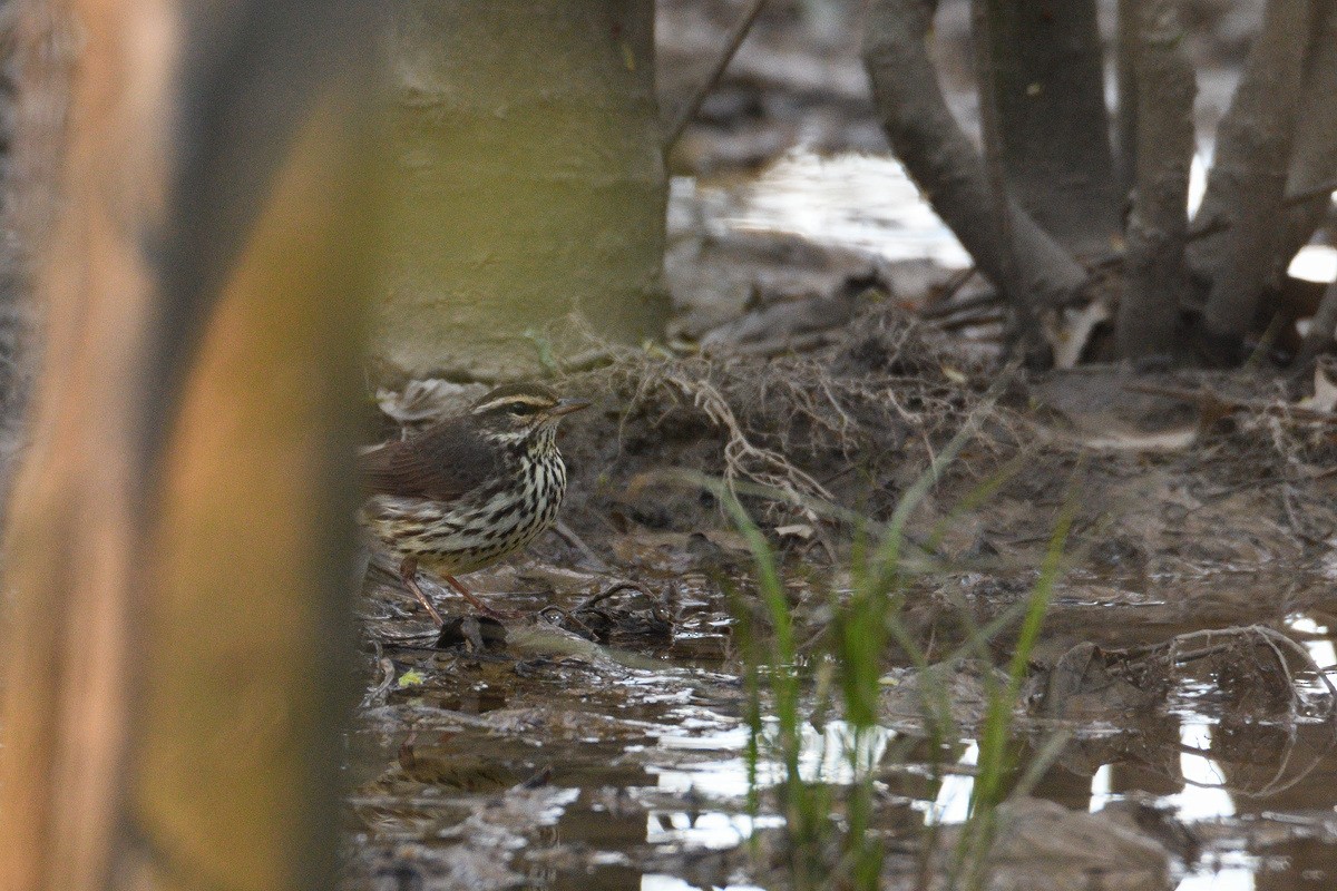 Northern Waterthrush - ML152495651